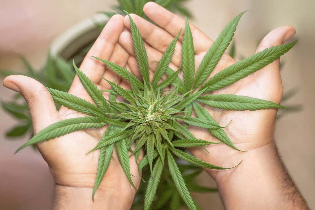 Close-up of a vibrant green cannabis leaf, symbolizing premium-quality marijuana products and same-day delivery services in Langley, BC, by Green Empire Cannabis